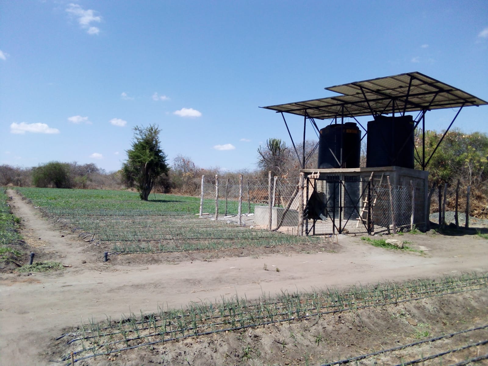 Farm setup with elevated storage tanks and drip irrigation