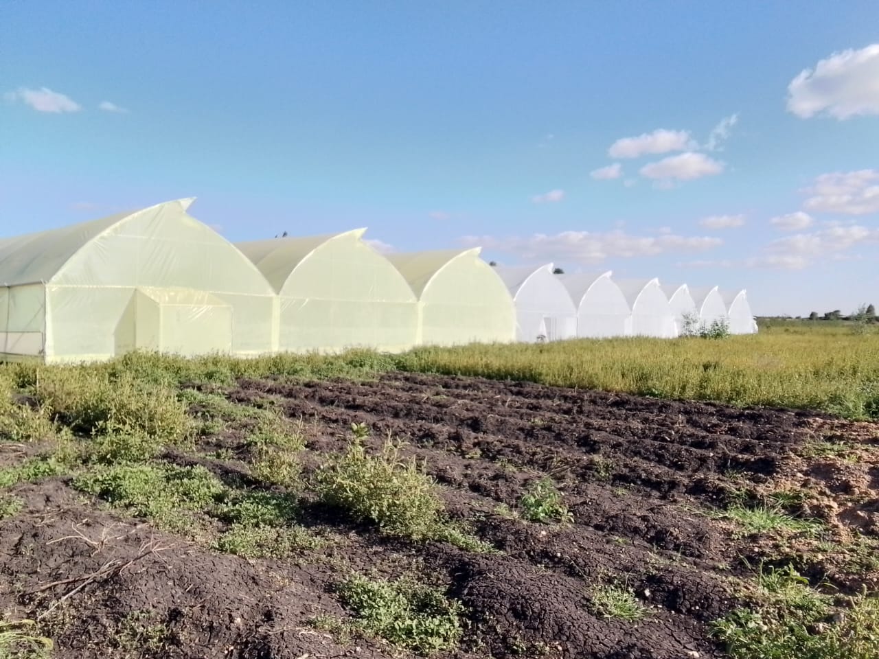 Greenhouses with roof vents for climate control